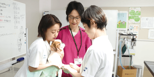 愛玩動物看護学科動物看護実習