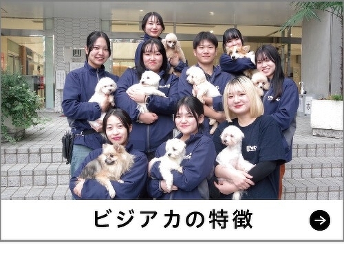 ビジアカの特徴