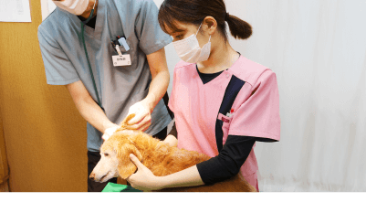 ペット業界就職は職場体験で決まる！豊富なインターンシップ環境