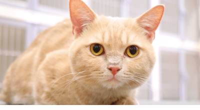 犬と猫のWライセンスが取得可能！