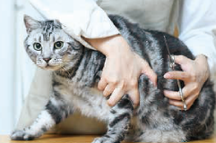 キャットグルーミング