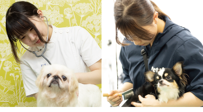 3年間で動物看護の国家資格とトリマーライセンス両方の取得を目指す！