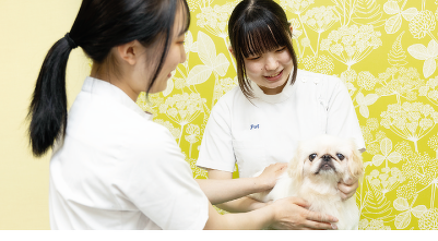 3年間で愛玩動物看護師・トレーナー・トリマーすべての資格取得が目指せる！