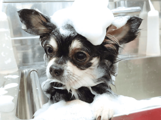 トリマー気分♥ワンちゃんのシャンプー体験