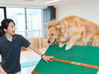 大型犬のトレーニング体験