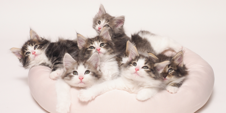 猫とふれあう！猫まみれ！