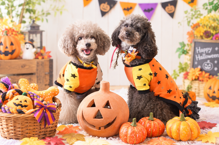 ハロウィン ペットグッズ＆撮影会！