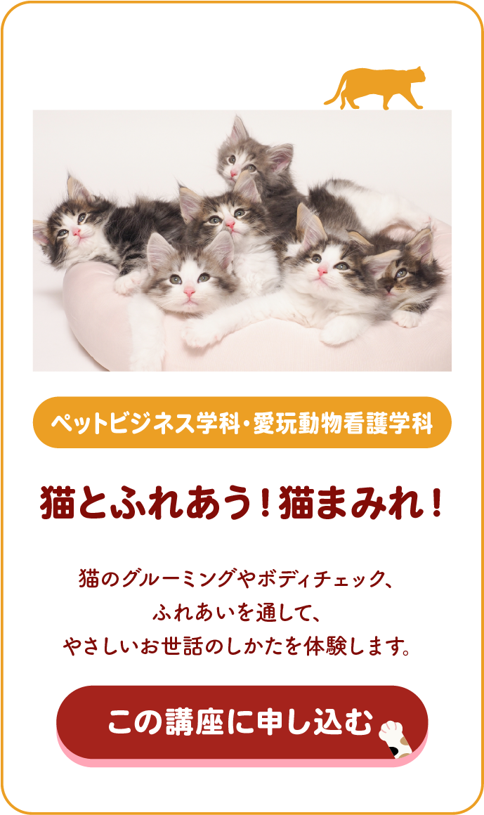 猫とふれあう！猫まみれ！